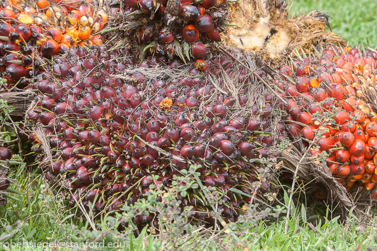 sumatra2012